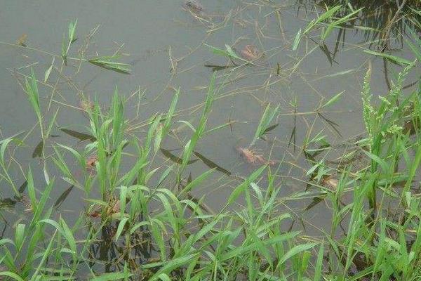 养一亩小龙虾能赚多少钱?养小龙虾的成本和利润