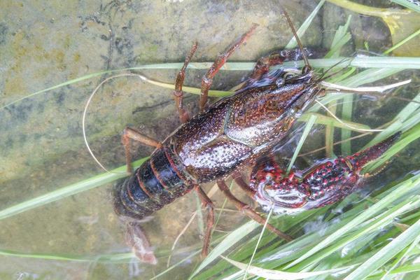 养一亩小龙虾能赚多少钱?养小龙虾的成本和利润
