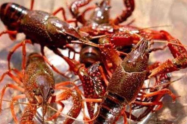 养一亩小龙虾能赚多少钱?养小龙虾的成本和利润