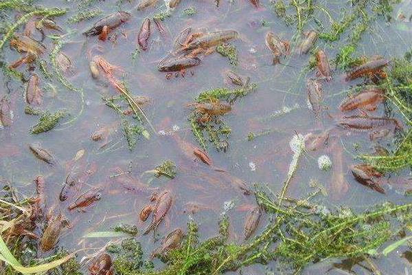 养一亩小龙虾能赚多少钱?养小龙虾的成本和利润