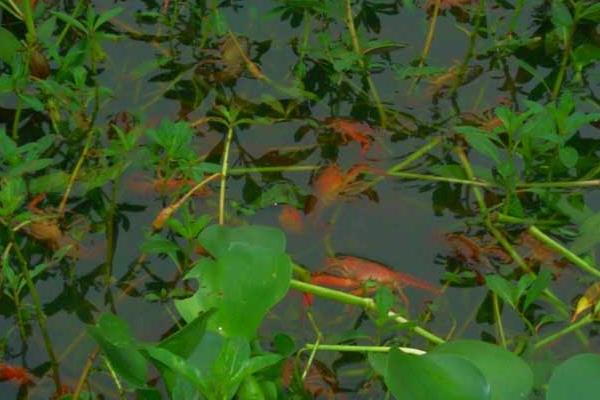 养一亩小龙虾能赚多少钱?养小龙虾的成本和利润