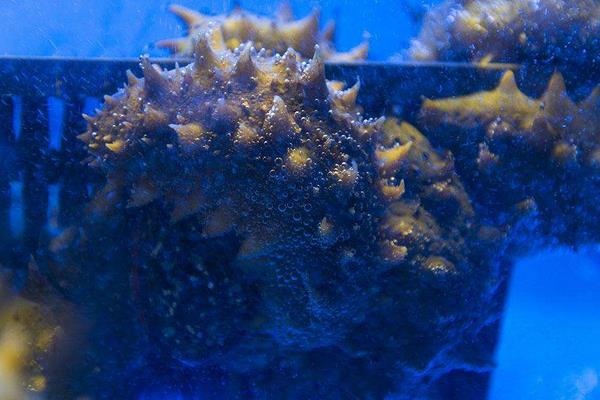 养一亩海参能赚多少钱?养海参的成本和利润