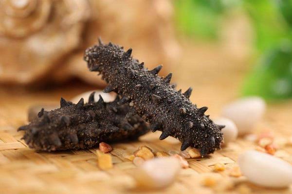 养一亩海参能赚多少钱?养海参的成本和利润