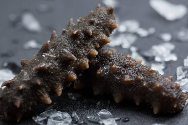 养一亩海参能赚多少钱?养海参的成本和利润