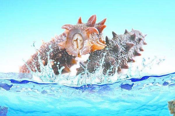 养一亩海参能赚多少钱?养海参的成本和利润