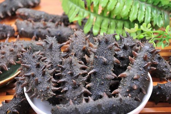 养一亩海参能赚多少钱?养海参的成本和利润