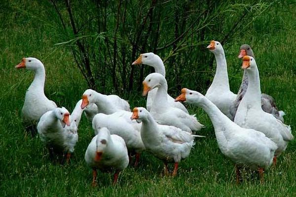 养殖鹅一只鹅的利润是多少？