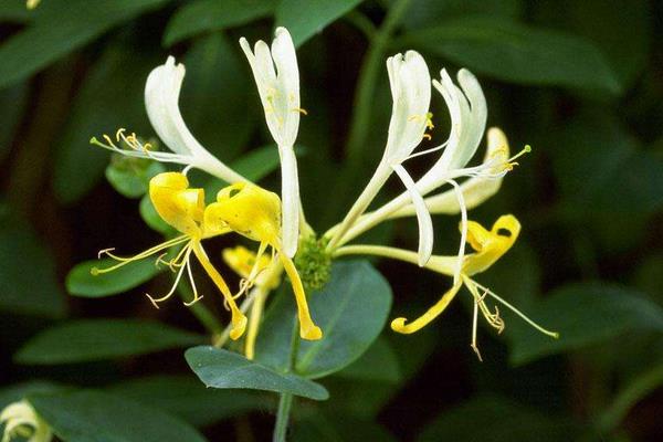 2015种金银花赚钱吗?2015金银花种植前景及市场价格分析