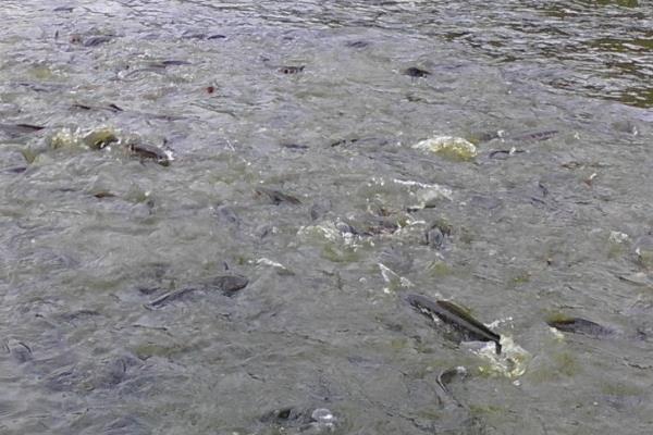  2015养黑鱼赚钱吗？2015黑鱼养殖前景及市场价格分析