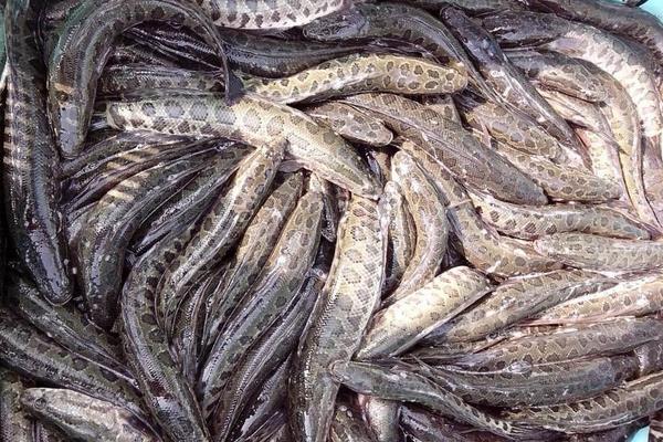  2015养黑鱼赚钱吗？2015黑鱼养殖前景及市场价格分析