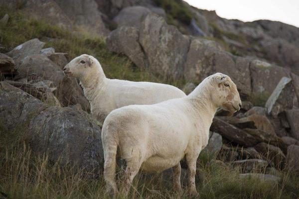 2018养绵羊赚钱吗?绵羊养殖的利润与投资成本及前景预测