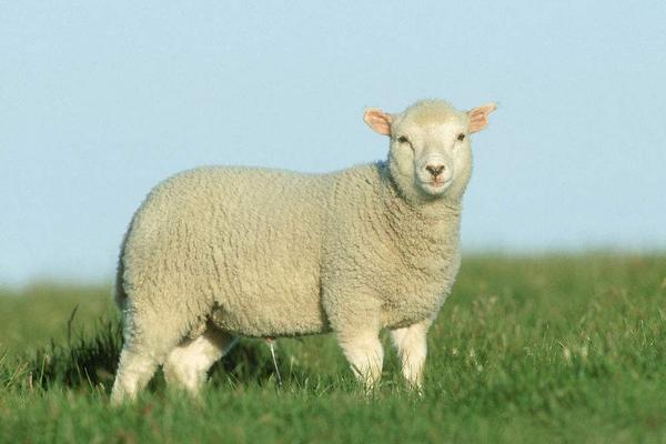 2018养绵羊赚钱吗?绵羊养殖的利润与投资成本及前景预测