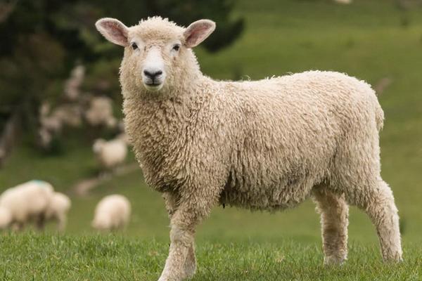 2018养绵羊赚钱吗?绵羊养殖的利润与投资成本及前景预测