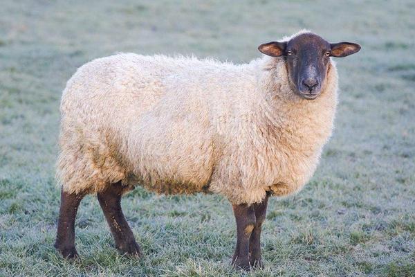 2018养绵羊赚钱吗?绵羊养殖的利润与投资成本及前景预测