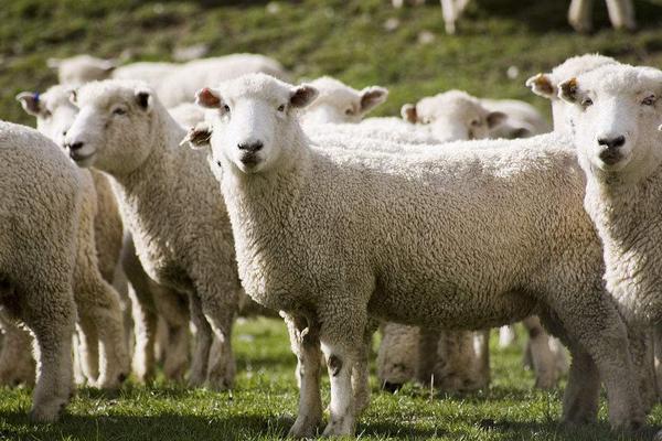 2018养绵羊赚钱吗?绵羊养殖的利润与投资成本及前景预测