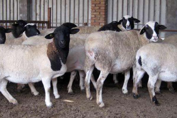 2018养杜泊绵羊赚钱吗?杜比绵阳养殖的利润与投资成本及前景预测