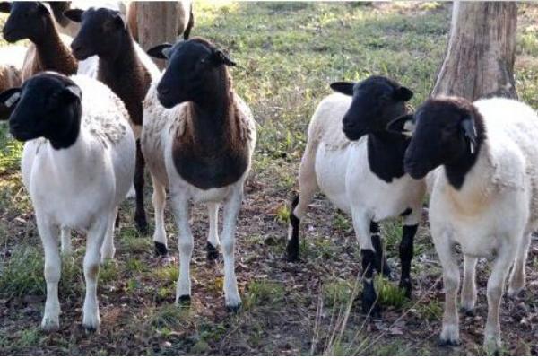 2018养杜泊绵羊赚钱吗?杜比绵阳养殖的利润与投资成本及前景预测