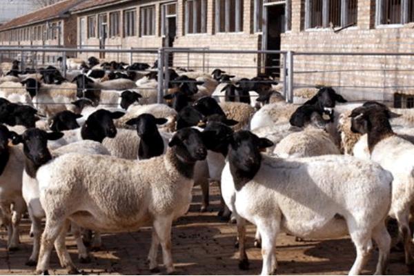 2018养杜泊绵羊赚钱吗?杜比绵阳养殖的利润与投资成本及前景预测