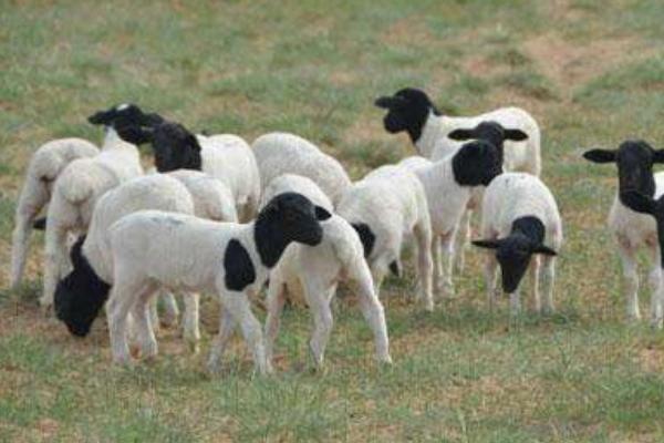 2018养杜泊绵羊赚钱吗?杜比绵阳养殖的利润与投资成本及前景预测