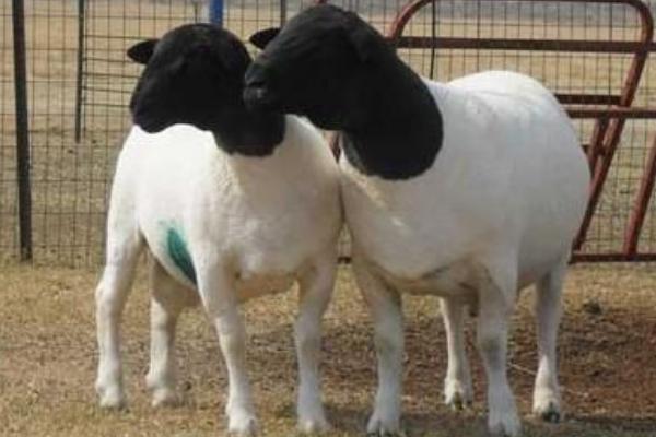 2018养杜泊绵羊赚钱吗?杜比绵阳养殖的利润与投资成本及前景预测