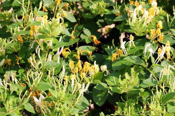 2015种金银花赚钱吗?2015金银花种植前景及市场价格分析