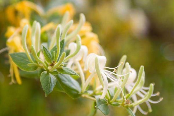 2015种金银花赚钱吗?2015金银花种植前景及市场价格分析