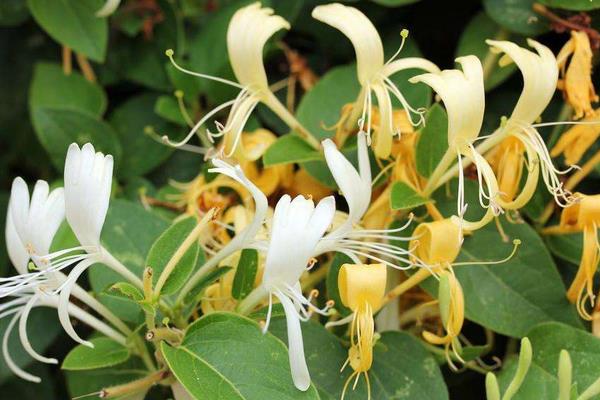 2015种金银花赚钱吗?2015金银花种植前景及市场价格分析