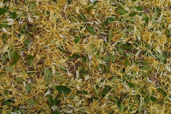 2015种金银花赚钱吗?2015金银花种植前景及市场价格分析