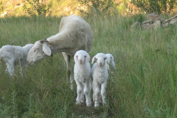 2018养小尾寒羊赚钱吗?小尾寒羊养殖的利润与投资成本及前景预测