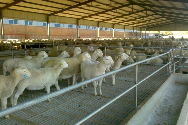 2018养小尾寒羊赚钱吗?小尾寒羊养殖的利润与投资成本及前景预测