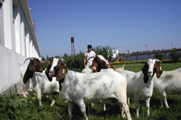 2018养小尾寒羊赚钱吗?小尾寒羊养殖的利润与投资成本及前景预测