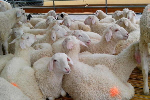 2018养小尾寒羊赚钱吗?小尾寒羊养殖的利润与投资成本及前景预测