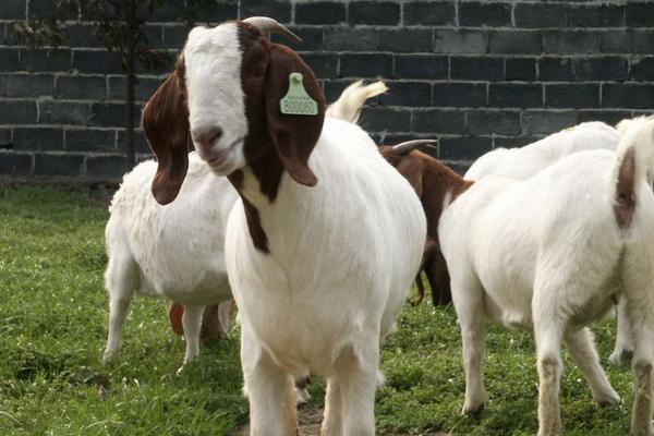 2018养小尾寒羊赚钱吗?小尾寒羊养殖的利润与投资成本及前景预测