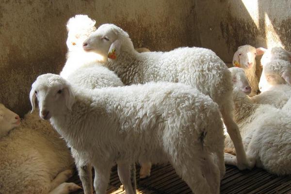 2018养湖羊赚钱吗?湖羊养殖的利润与投资成本及前景预测