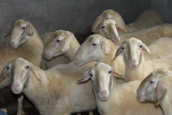 2018养湖羊赚钱吗?湖羊养殖的利润与投资成本及前景预测