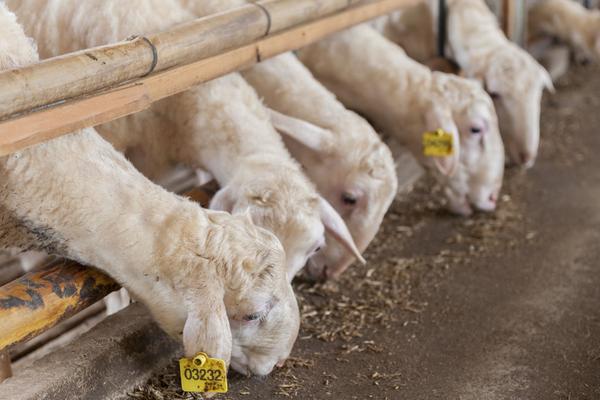 2018养湖羊赚钱吗?湖羊养殖的利润与投资成本及前景预测