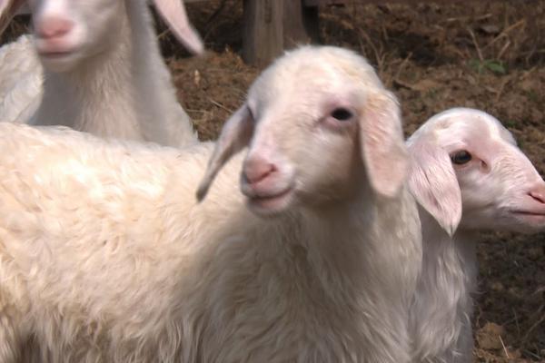 2018养湖羊赚钱吗?湖羊养殖的利润与投资成本及前景预测