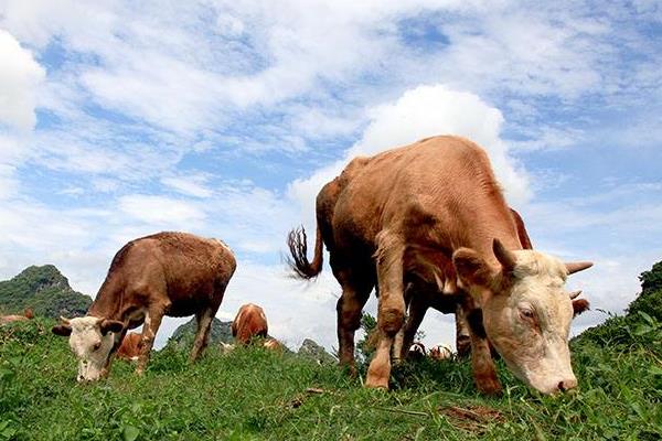 养100头牛需要多少成本?养牛的成本和利润
