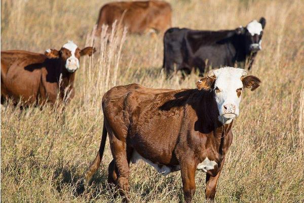 养100头牛需要多少成本?养牛的成本和利润