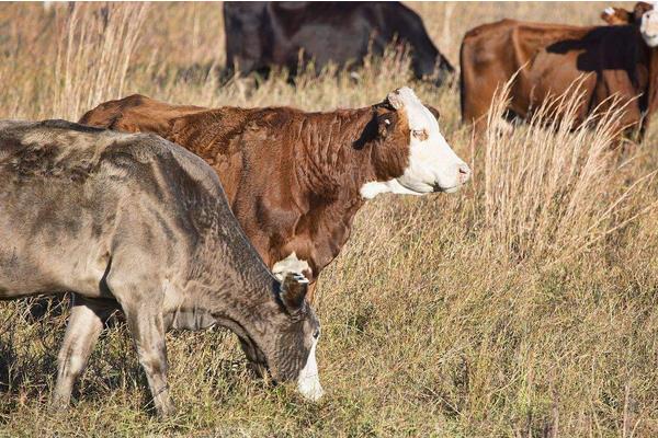 养100头牛需要多少成本?养牛的成本和利润