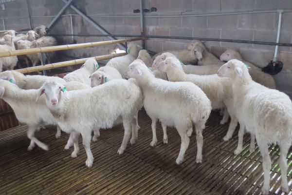 2018养湖羊赚钱吗?湖羊养殖的利润与投资成本及前景预测