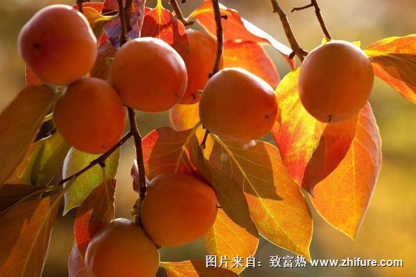 柿子和猕猴桃能一起吃吗