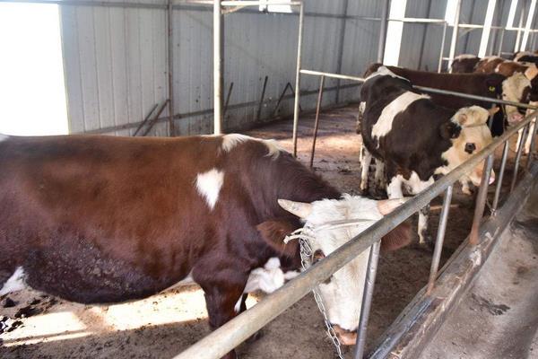 养100头牛需要多少成本?养牛的成本和利润