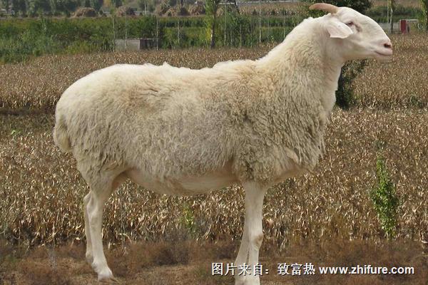 2018养小尾寒羊赚钱吗？小尾寒羊养殖的利润与投资成本及前景预测