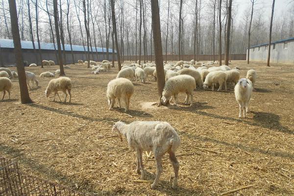 2018养小尾寒羊赚钱吗?小尾寒羊养殖的利润与投资成本及前景预测