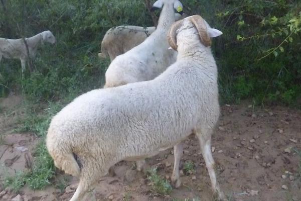 2018养小尾寒羊赚钱吗?小尾寒羊养殖的利润与投资成本及前景预测