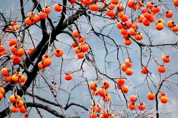 梦见柿子树上结满柿子代表什么