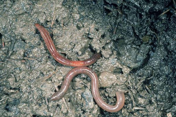 养鸡场需要养大量蚯蚓来给鸡吃?蚯蚓怎么养啊?