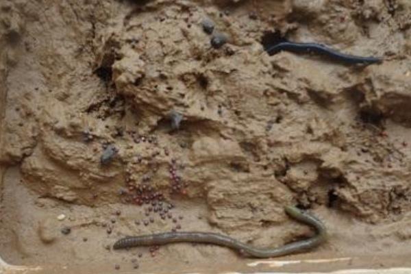 养鸡场需要养大量蚯蚓来给鸡吃?蚯蚓怎么养啊?