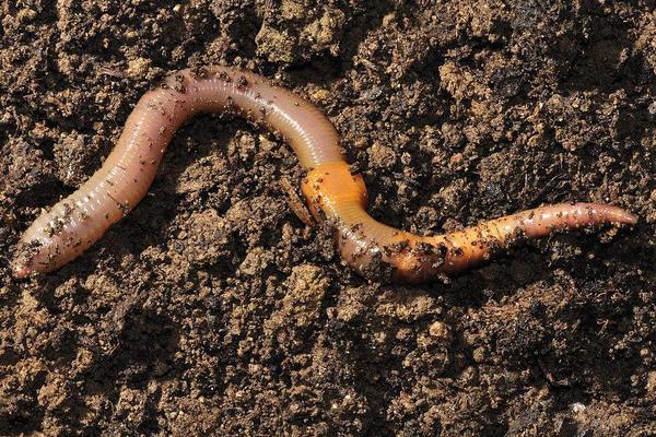 养鸡场需要养大量蚯蚓来给鸡吃?蚯蚓怎么养啊?